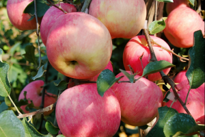 [微信賣水果]揭秘微信賣水果如何從0到月入10000，我復盤了這些實操步驟，小白看完馬上能用！