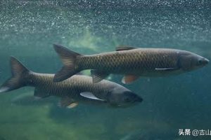 —個10畝魚塘養(yǎng)魚利潤一個20畝魚塘養(yǎng)魚利潤