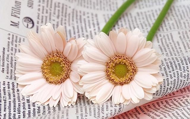 亦舒小說亦舒小說在線閱讀夢遠書城插圖1