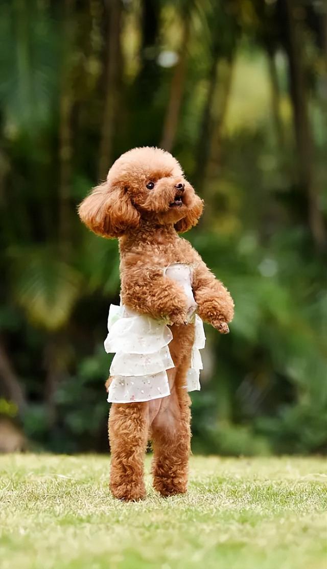 貴賓犬圖片貴賓犬圖片造型圖片大全插圖3