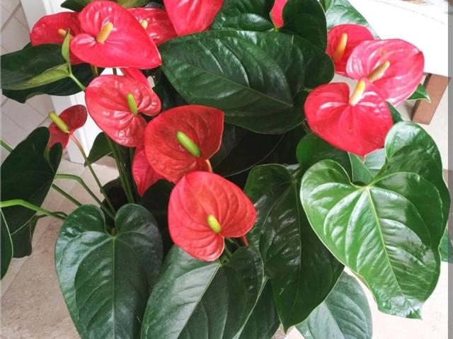 秋天的花秋天的花有哪些花開插圖7