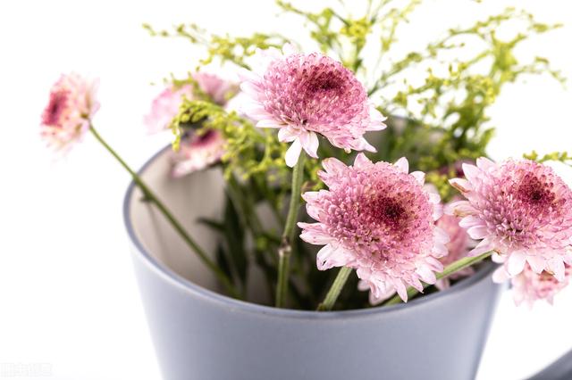 女生的小雛菊長什么樣女生的小雛菊長什么樣(不是花)照片插圖3