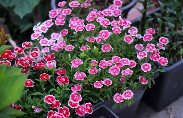 秋天的花秋天的花有哪些花開插圖4