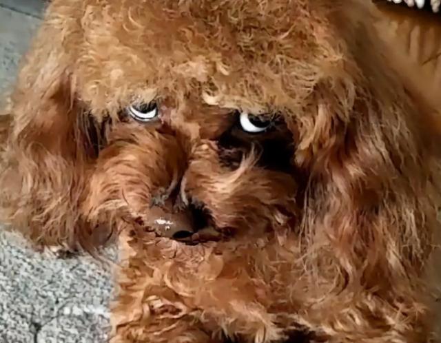 貴賓犬圖片貴賓犬圖片造型圖片大全插圖7