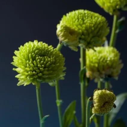 女生的小雛菊長什么樣女生的小雛菊長什么樣(不是花)照片插圖5