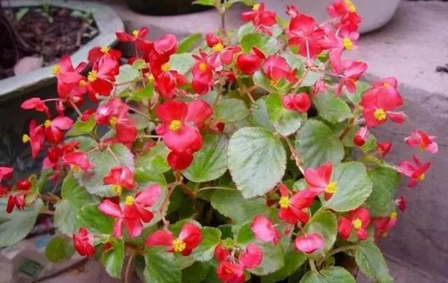 秋天的花秋天的花有哪些花開插圖2