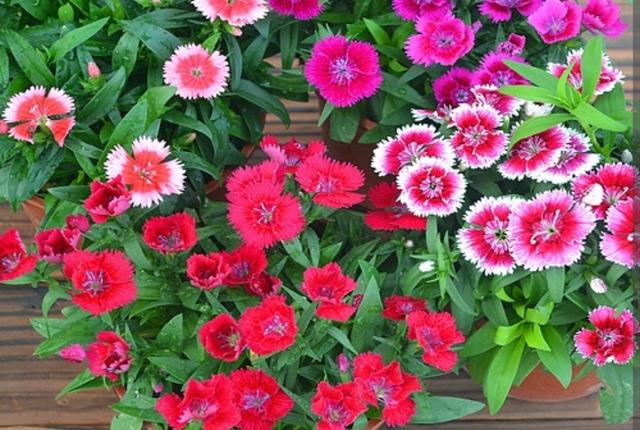 秋天的花秋天的花有哪些花開插圖5