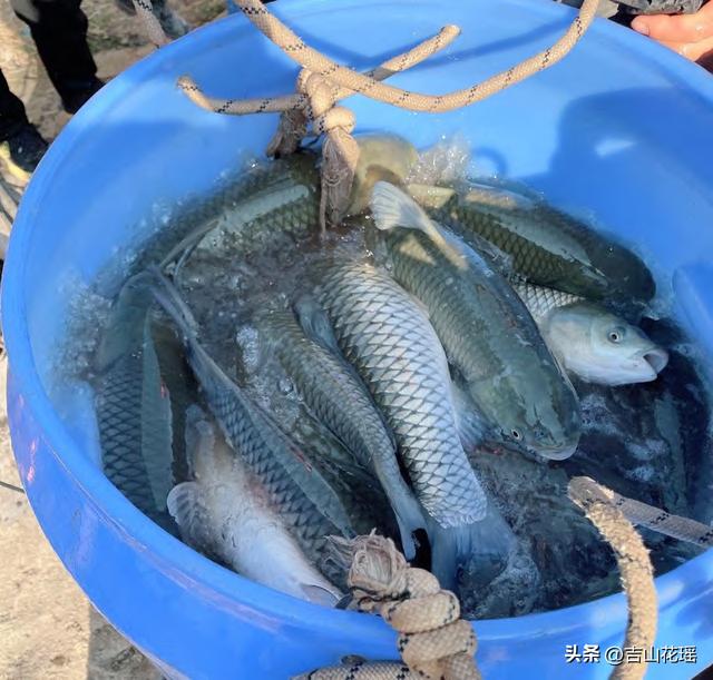 —個10畝魚塘養魚利潤一個20畝魚塘養魚利潤插圖2