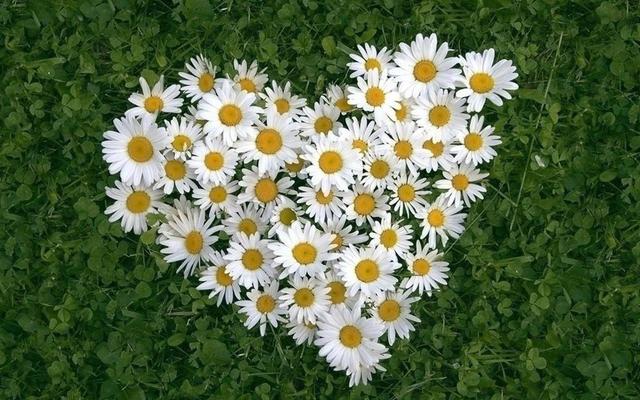 女生的小雛菊長什么樣女生的小雛菊長什么樣(不是花)照片插圖2