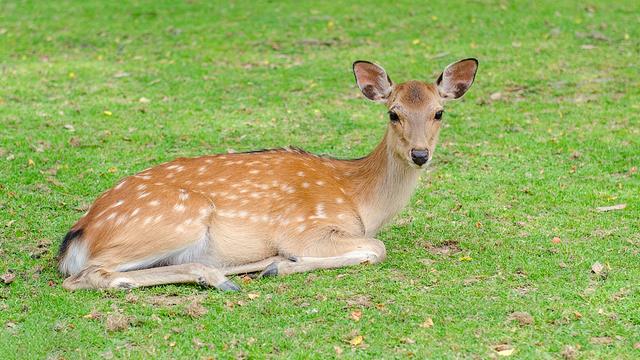 2022年養(yǎng)什么掙錢最快的2022年養(yǎng)啥最掙錢插圖2