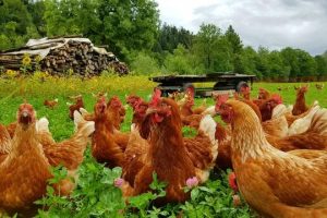 投資1000元養(yǎng)殖投資1000元養(yǎng)殖有上門回收的嗎多少錢