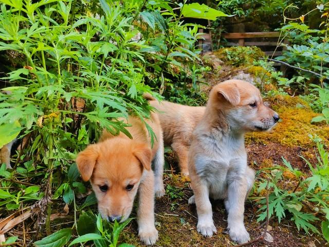 投資1000元養殖養殖上門回收是真的嗎插圖