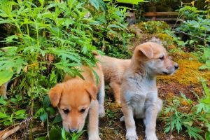 投資1000元養殖養殖上門回收是真的嗎