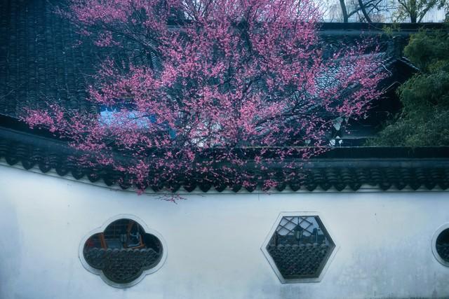 用古文暗示我等你白茶清歡無別事,我在等風(fēng)也等你插圖5