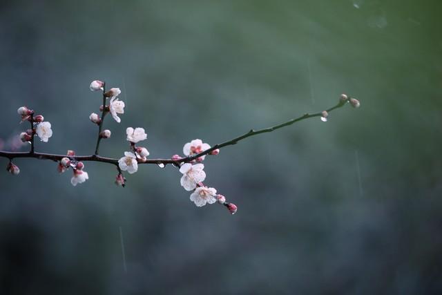 用古文暗示我等你白茶清歡無別事,我在等風(fēng)也等你插圖2