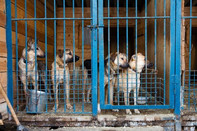 投資1000元養殖養殖上門回收是真的嗎插圖1