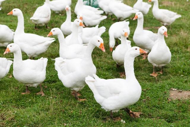 投資1000元養殖投資1000元養殖有上門回收的嗎插圖1