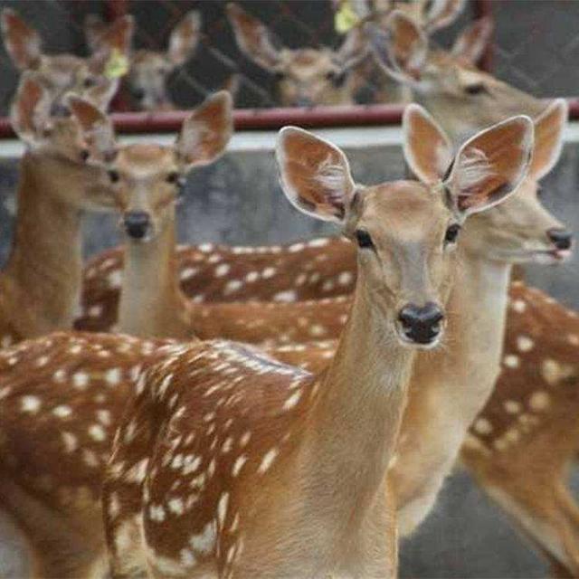 2022年養(yǎng)什么掙錢最快的2022年養(yǎng)啥最掙錢插圖