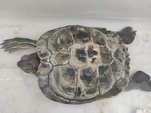 巴西龜怎么看年齡巴西龜怎么看年齡圖解厘米插圖1