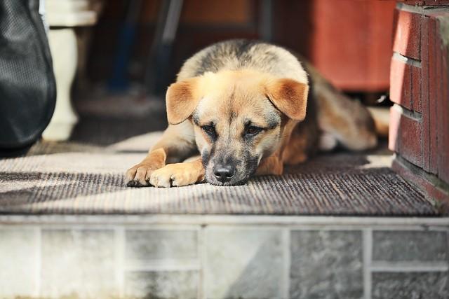 投資1000元養殖養殖上門回收是真的嗎插圖2