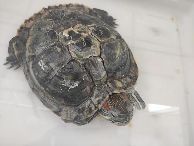 巴西龜怎么看年齡巴西龜怎么看年齡圖解厘米插圖