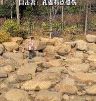 世界上最恐怖的孔雀世界上最恐怖的孔雀長(zhǎng)什么樣子圖片