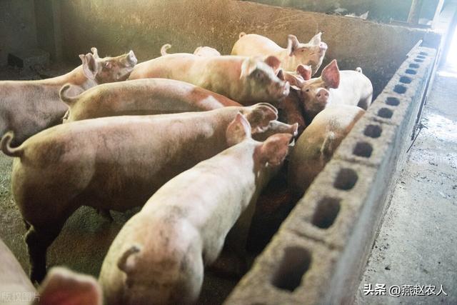 2022年養什么掙錢最快的2022養殖業什么最賺錢農村插圖