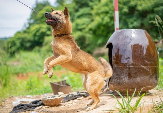投資1000元養殖養殖上門回收是真的嗎插圖4
