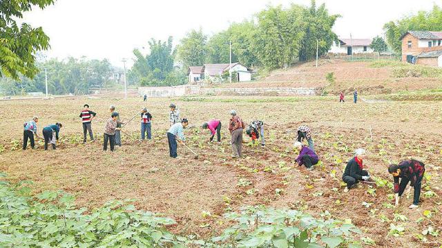 鄉鎮空缺生意鄉下有什么可以代加工的插圖1 鄉鎮空缺生意鄉下有什么可以代加工的插圖1