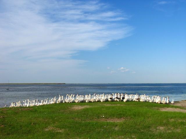 投資1000元養殖投資1000元養殖有上門回收的嗎插圖3