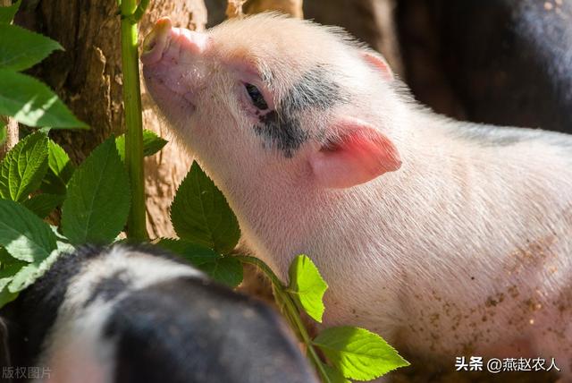 2022年養什么掙錢最快的2022養殖業什么最賺錢農村插圖3