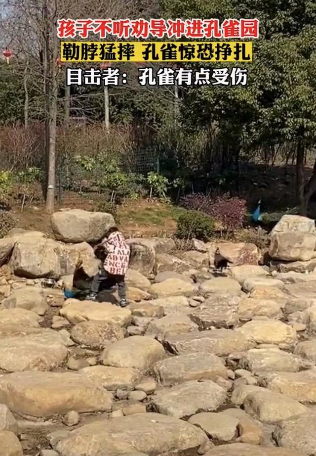 世界上最恐怖的孔雀世界上最大的孔雀長什么樣插圖