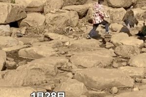 世界上最恐怖的孔雀世界上最恐怖的孔雀是什么